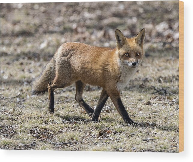 Fox Wood Print featuring the photograph Red Fox Profile Walking by William Bitman