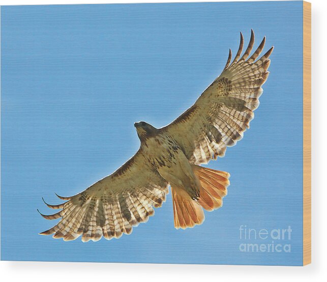 Birds Wood Print featuring the photograph Red Tailed Hawk 5834 by Jack Schultz