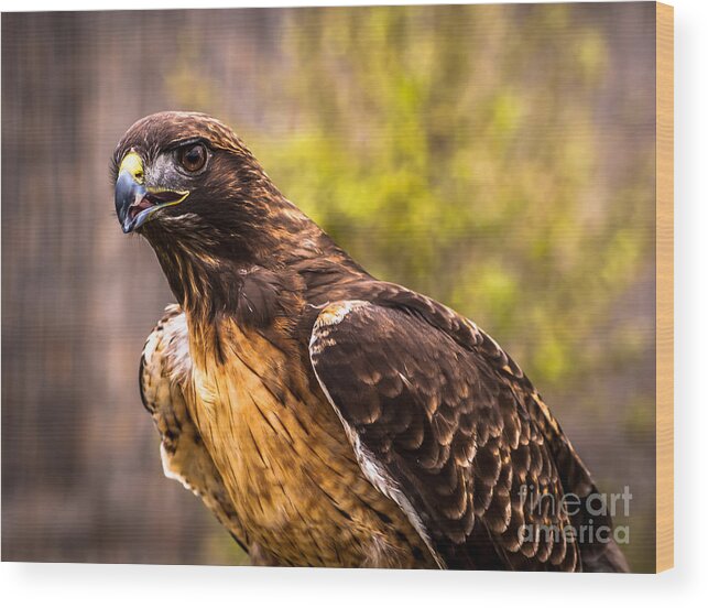 Raptor Wood Print featuring the photograph Red Tailed Hawk Profile 2 by Blake Webster