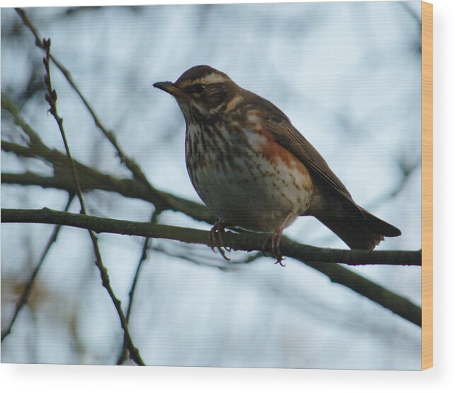 Redwing Wood Print featuring the photograph Redwing Perched by Adrian Wale