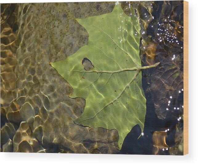 Leaf Wood Print featuring the photograph Reflected Indignation by Char Szabo-Perricelli