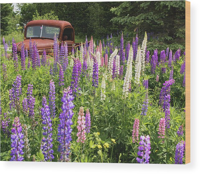 Lupines Wood Print featuring the photograph Roadside Attraction by Holly Ross