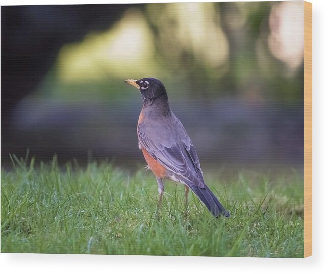 Robin Wood Print featuring the photograph Robin by Kathy King