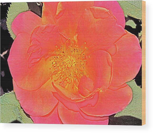 Rose Wood Print featuring the photograph Rose 16 by Pamela Cooper