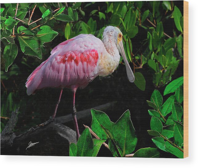 Nature Wood Print featuring the photograph Roseate Spoonbill III by Phil Jensen