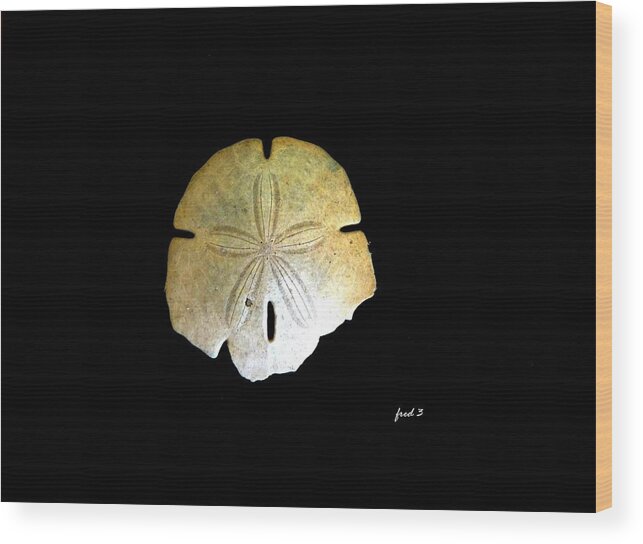 Sand Dollar Wood Print featuring the photograph Sand Dollar #1 by Fred Wilson