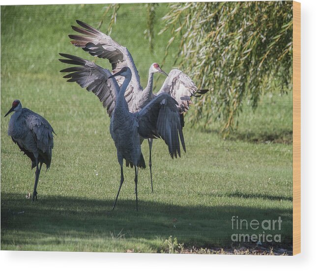 Sand Hill Crane Wood Print featuring the photograph Sand Hill Crane wading - 6 by David Bearden