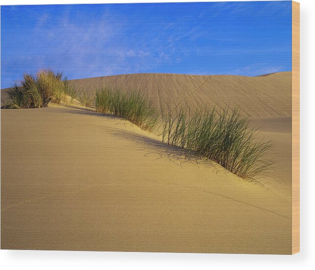 Beach Grass Wood Print featuring the photograph Sand Tracks by Robert Potts