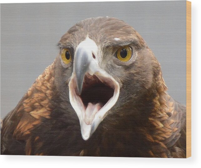 Birds Wood Print featuring the photograph Screaming Eagle by Charles HALL