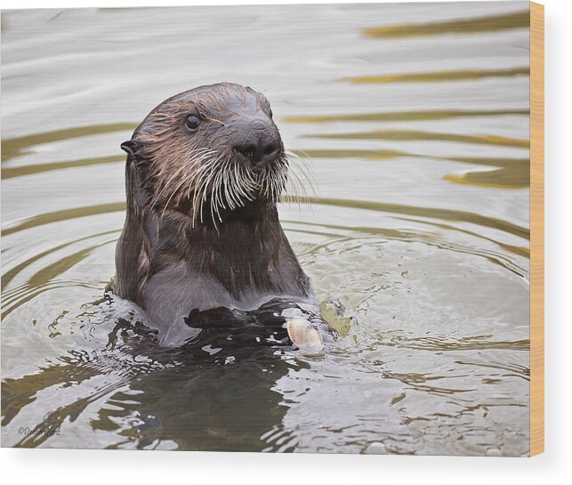 Sea Wood Print featuring the photograph Sea Otter with Clam by Deana Glenz