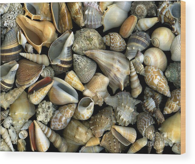 Shells Wood Print featuring the photograph Seashell Medley by Christian Slanec