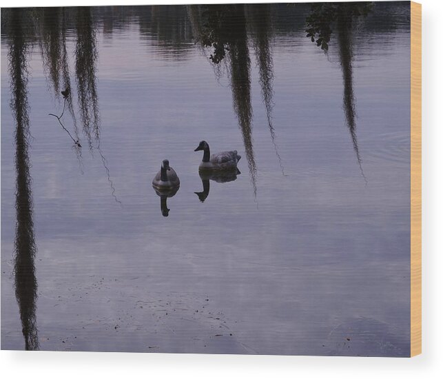 Serenity Swans Wood Print featuring the photograph Serenity Swans by Warren Thompson