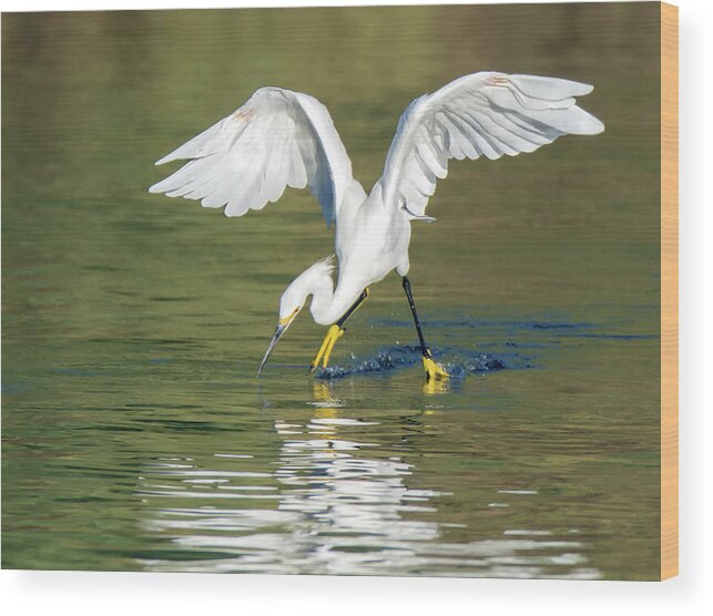 Snowy Wood Print featuring the photograph Snowy Egret 5266-092117-1cr by Tam Ryan
