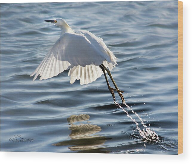 Snowy Egret Wood Print featuring the photograph Snowy Egret Taking Flight With Water Streams by Brian Tada