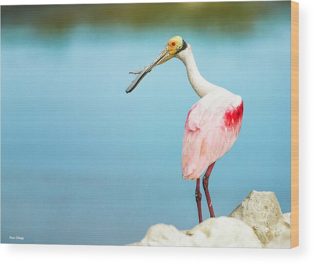 Roseate Wood Print featuring the photograph Spoonbill Nesting by Fran Gallogly