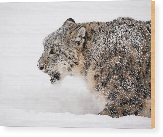 Snow Leopard Wood Print featuring the photograph Stalking Snow Leopard by Athena Mckinzie