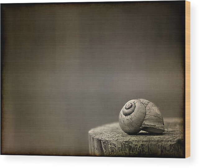 Snail Wood Print featuring the photograph Stay by Evelina Kremsdorf