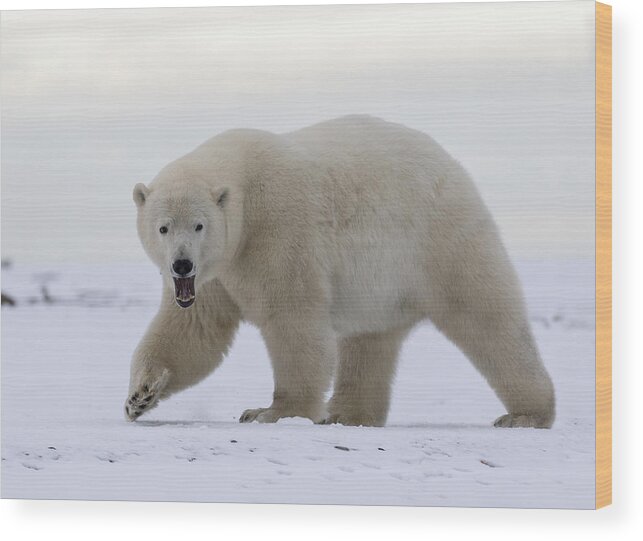 Animal Wood Print featuring the photograph Stepping Out in the Arctic by Cheryl Strahl