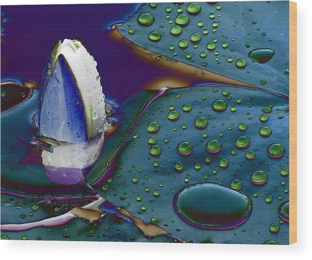Lily Pad Wood Print featuring the photograph Subdued Light and Daydreams by Char Szabo-Perricelli