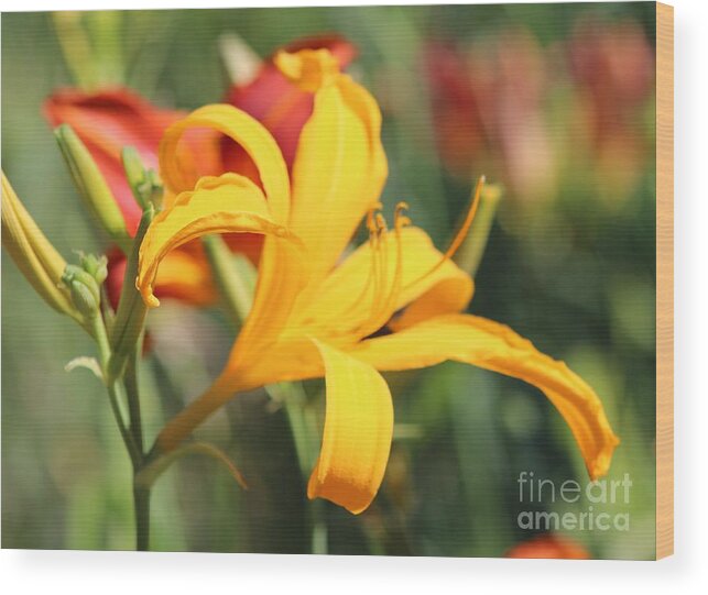 Daylilies Wood Print featuring the photograph Summer Sunshine by Margaret Hamilton