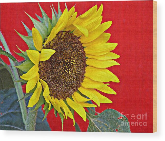 Sunflower Wood Print featuring the photograph Sunflower on Red by Sarah Loft