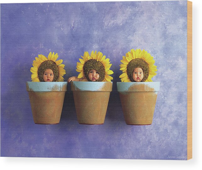 Sunflower Wood Print featuring the photograph Sunflower Pots by Anne Geddes