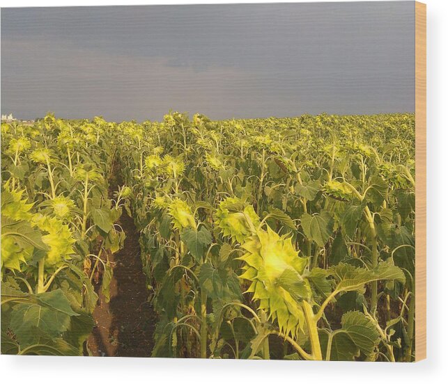 Sunflower Wood Print featuring the photograph Sunflowers before the storm by Rumiana Nikolova