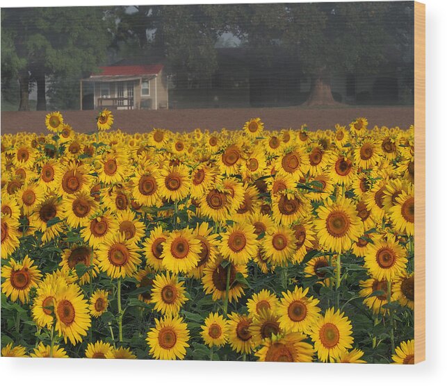 Sunflowers Wood Print featuring the photograph Sunflowers by Paula Ponath
