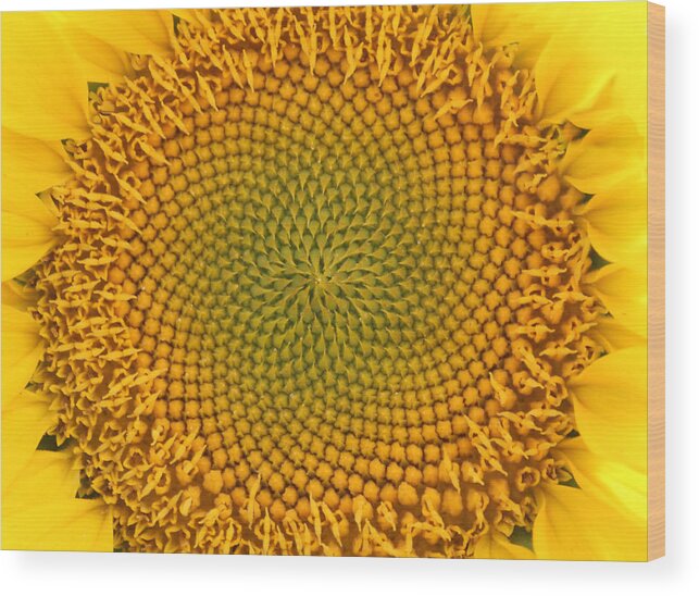 Sun Wood Print featuring the photograph Sunny Swirl by Karen Wagner