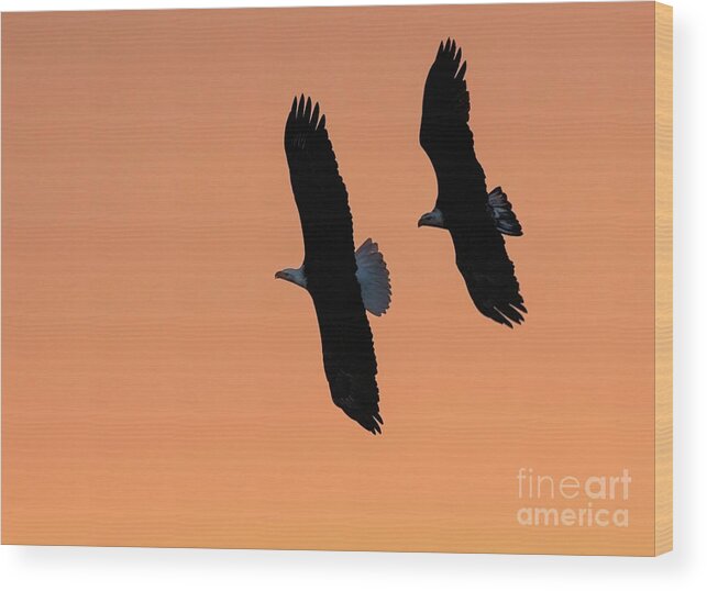 Bald Eagle Wood Print featuring the photograph Sunrise Eagles by Art Cole