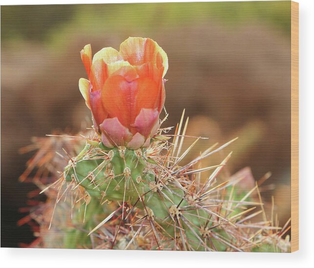 Cacti Wood Print featuring the photograph Sunset In The Deserts by Elaine Malott
