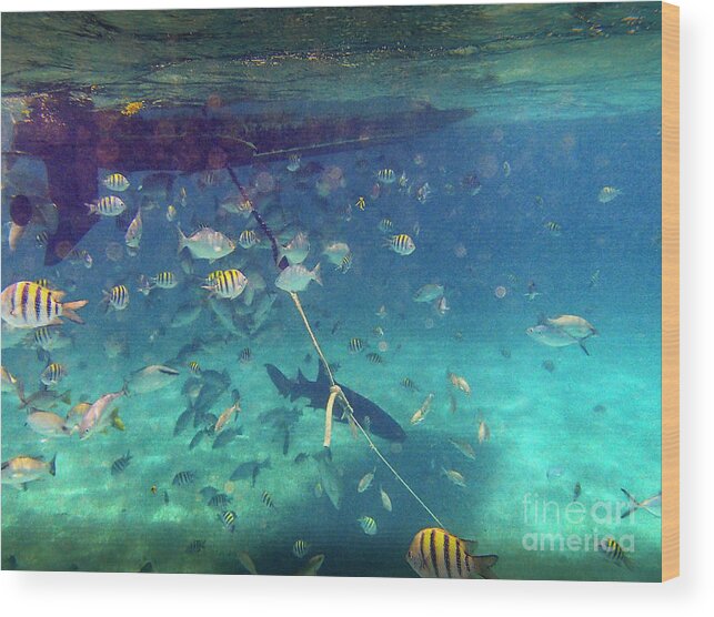 Mexico Rocks Wood Print featuring the photograph Swimming with a Shark by David Zanzinger