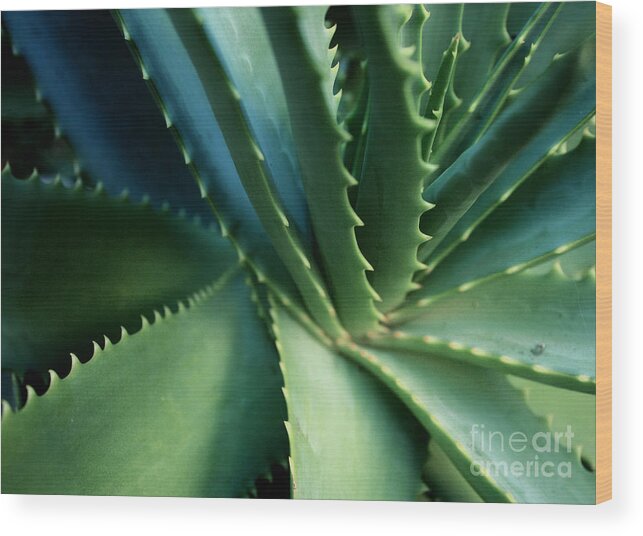 Plants Wood Print featuring the photograph Swirl by Ellen Cotton