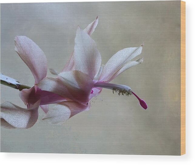 Thanksgiving Cactus Wood Print featuring the photograph Thanksgiving Cactus by I'ina Van Lawick