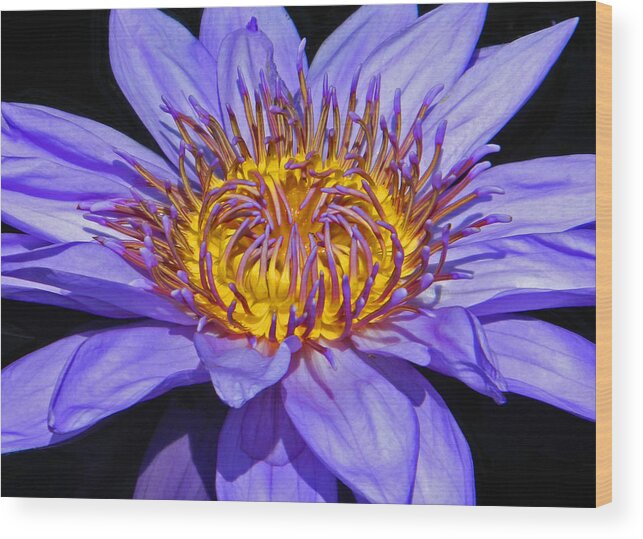 Tropical Flowers Wood Print featuring the photograph The Eye Of The Water Lily by Emmy Marie Vickers