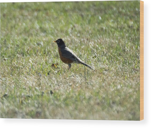 American Robin Wood Print featuring the photograph The Lone Robin by Holden The Moment