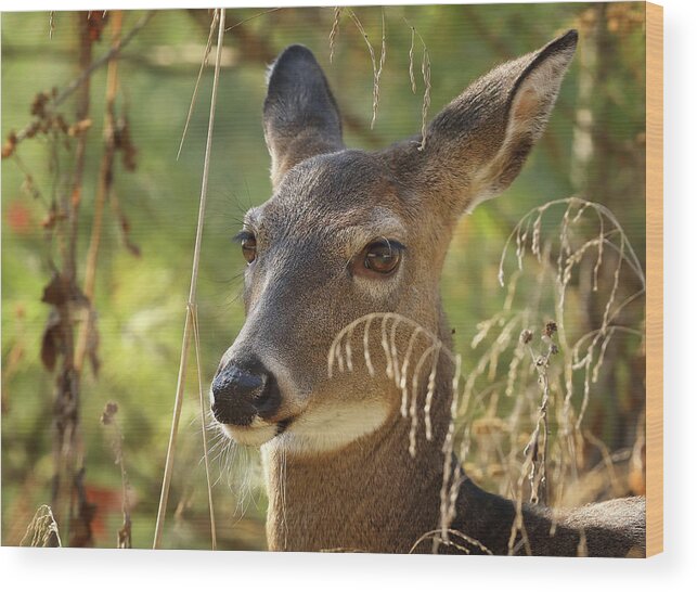 Deer Wood Print featuring the photograph The Pretty Doe by Duane Cross