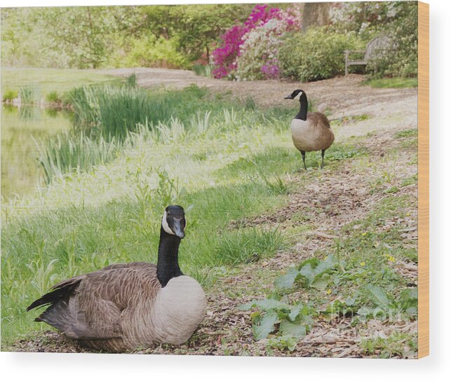Canada Geese Wood Print featuring the photograph The Watchman by Chris Scroggins