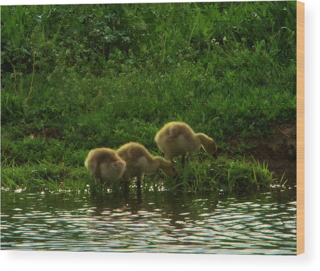 Goslings Wood Print featuring the photograph Three Gosling shore side by Jeff Swan