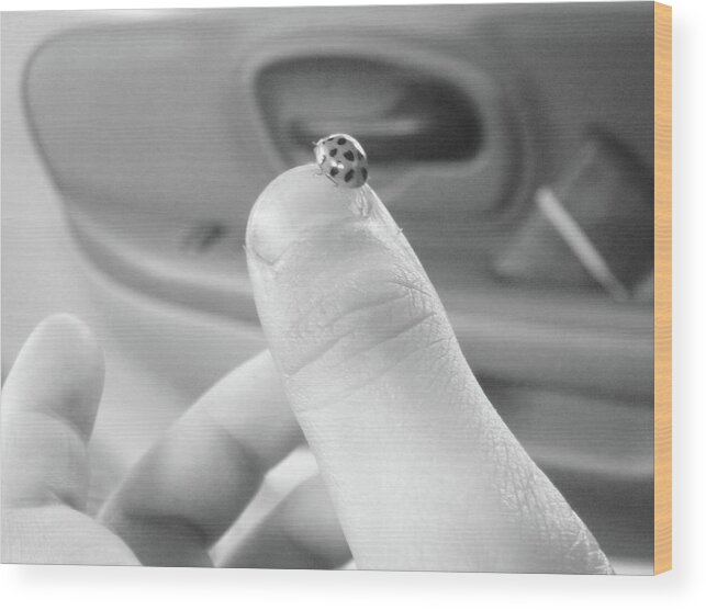 Ladybug Wood Print featuring the photograph Thumb pet by WaLdEmAr BoRrErO