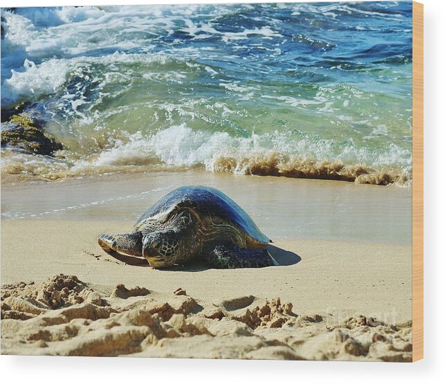 Sea Turtle Wood Print featuring the photograph Time for a Rest by Craig Wood