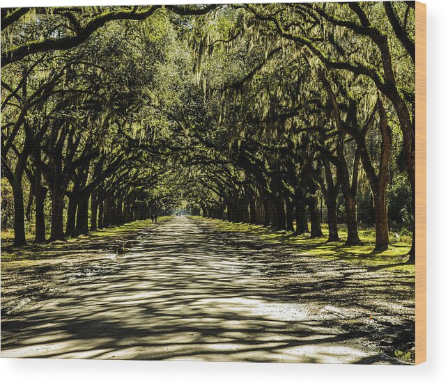 Trees Wood Print featuring the photograph Tree Covered Approach by Chuck Brown