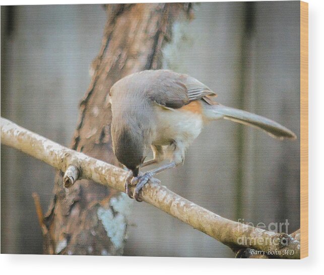 Nature Wood Print featuring the photograph Tufted Titmouse at work by Barry Bohn
