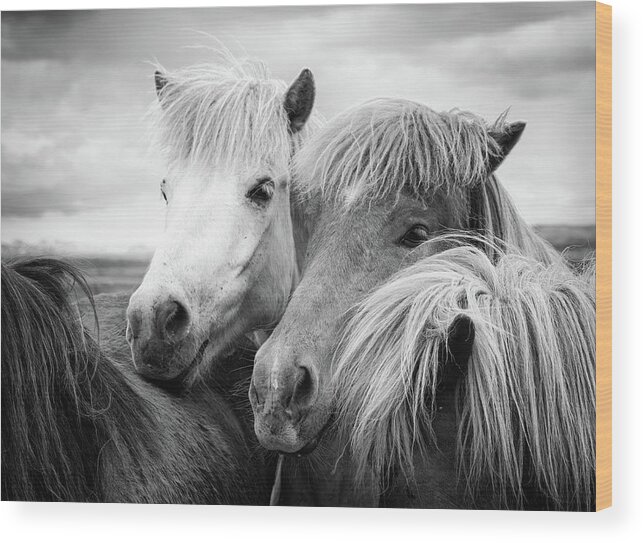 Horses Wood Print featuring the photograph Two icelandic horses black and white by Matthias Hauser