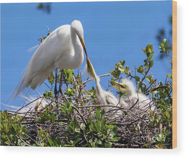 Egrets Wood Print featuring the photograph Unconditional Love by DB Hayes