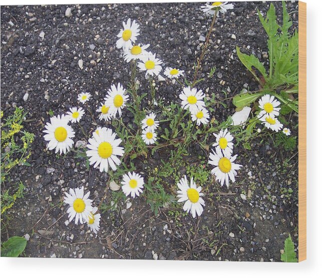 Daisy Nature Asphalt Flowers Wood Print featuring the photograph Up from the Asphalt I by Anna Villarreal Garbis