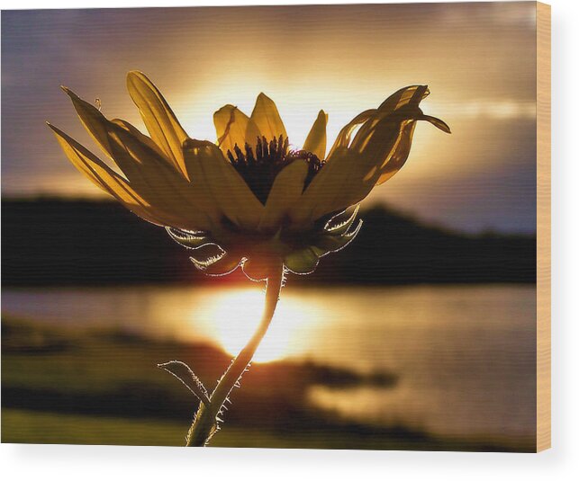 Flower Wood Print featuring the photograph Uplifting by Karen Scovill