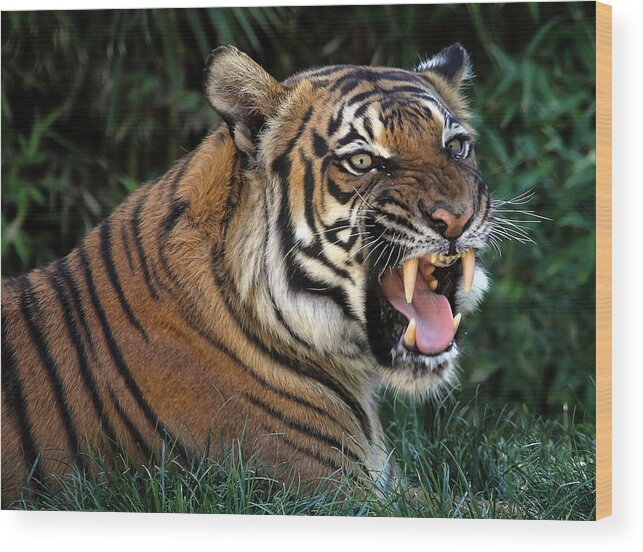 Tigers Wood Print featuring the photograph Very Cranky Today by Elaine Malott