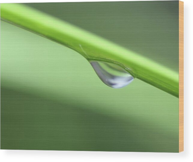 Macro Photography Wood Print featuring the photograph Water Droplet II by Richard Rizzo