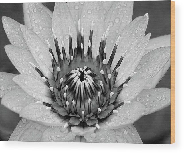 Water Lily Flower Wood Print featuring the photograph Water Lily b/w by Ronda Ryan